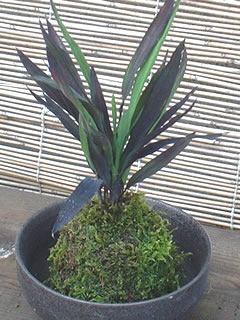 イネ（稲） ‘コメットベビーピンキー’