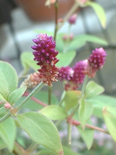 アルテルナンテラ ポリゲンス ‘千日小鈴’