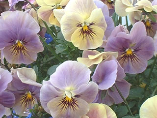 ビオラ イエス パイナップルクラッシュ