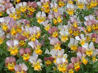 ビオラ あいちゃん