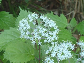 コアジサイ（小紫陽花）