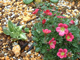 西洋雲間草（セイヨウクモマグサ）