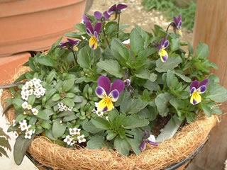 ハンギングビオラ　エリン　パープル＆イエロー