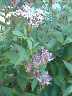 ホトトギス（杜鵑草、時鳥草）