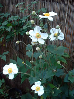 シュウメイギク（秋明菊）