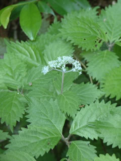 コアジサイ（小紫陽花）