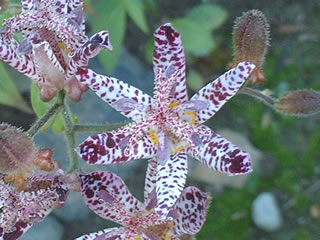 ホトトギス（杜鵑草、時鳥草）