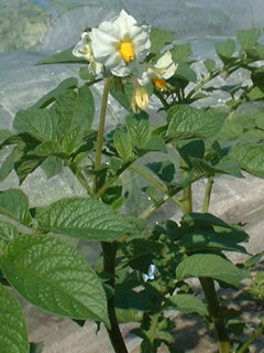 ジャガイモの花