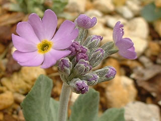 ユキワリコザクラ（雪割小桜）