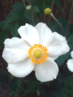 秋明菊（シュウメイギク）