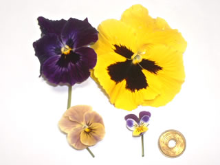 ビオラ・パンジーの花の大きさ比較