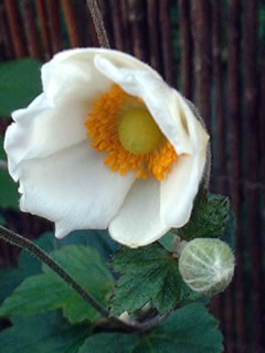 秋明菊（シュウメイギク）