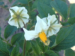ジャガイモの花
