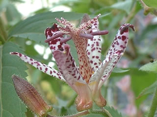 ホトトギス（杜鵑草、時鳥草）