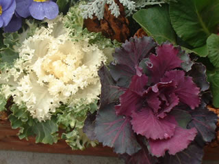 ハボタン（葉牡丹）