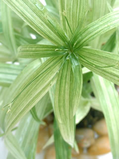 シペラス アルボストリアツス