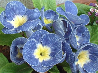 プリムラ ポリアンサ（ブルージーンズ風）