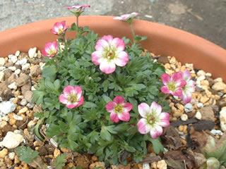 西洋雲間草（セイヨウクモマグサ）