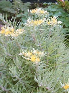 オノマンネングサ（雄の万年草）・斑入り