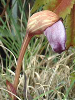 ナンバンギセル（南蛮煙管）