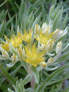 オノマンネングサ（雄の万年草）