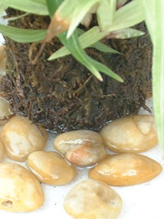 シペラスの苔玉