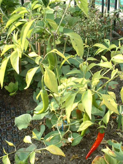 韓国トウガラシ