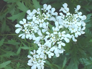 イベリス（キャンディタフト）