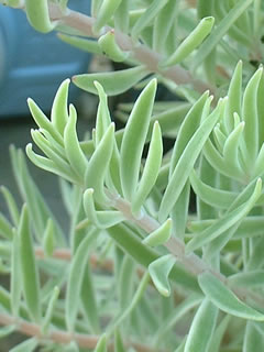 斑入りオノマンネングサの葉