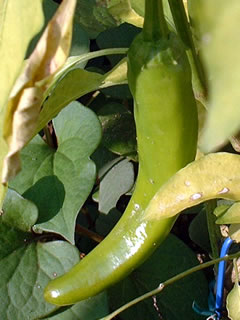 韓国トウガラシ（青い実）