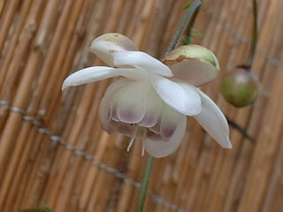 レンゲショウマ（蓮華升麻）