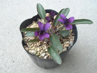 明神スミレ（ミョウジンスミレ）