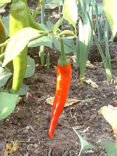 韓国唐辛子の収穫