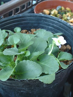 ツクシスミレ（筑紫菫）