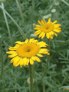 ダイヤーズカモミール