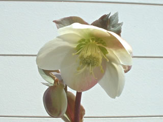 ヘレボルス エリックスミシー