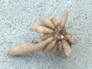 ヒメリュウキンカの塊根