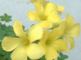 オキザリス セルヌア