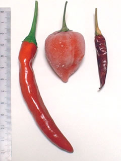 韓国唐辛子、ハバネロ、鷹の爪