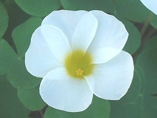 オキザリス プルプレア（バリアビリス・白）