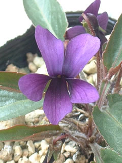 明神スミレの花