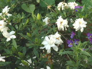 コクチナシ（小梔子）