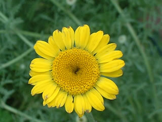 ダイヤーズカモミール