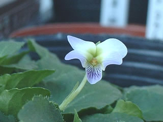 ツクシスミレ（筑紫菫）