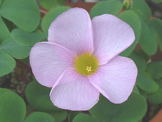 オキザリス プルプレア（バリアビリス・ラベンダー）