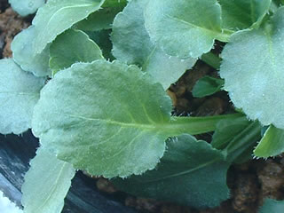 ツクシスミレ（筑紫菫）の葉