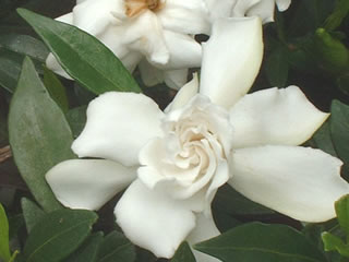 コクチナシ（小梔子）