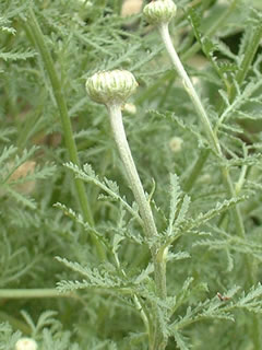 ダイヤーズカモミール