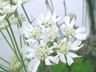 オルレイヤ グランディフローラ（ホワイトレースフラワー）