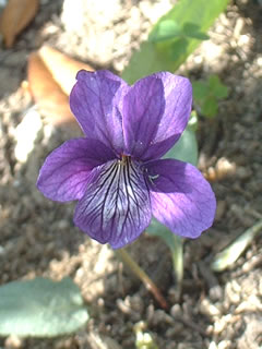 スミレ（マンジュリカ）の花